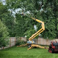 Best Hedge Trimming  in Albion, NY