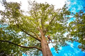 Trusted Albion, NY Tree Removal Experts