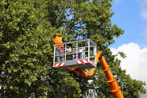 Best Tree Health Inspection  in Albion, NY