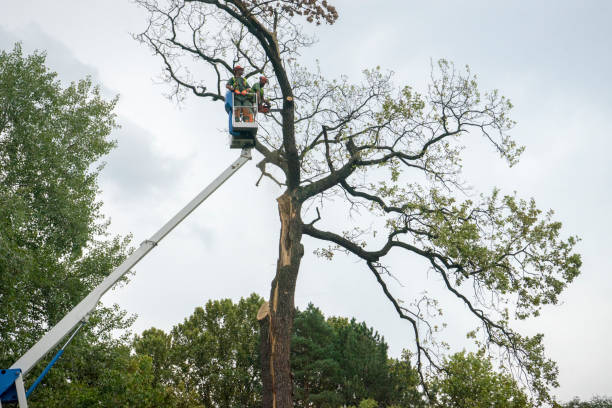 How Our Tree Care Process Works  in  Albion, NY